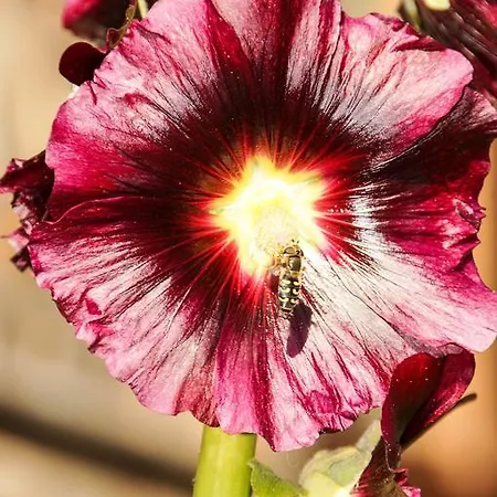 Senftahaus * Innervillgraten