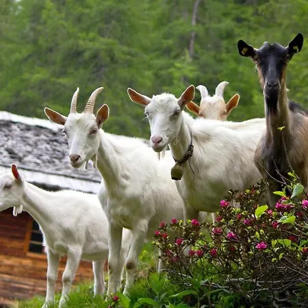 Senftahaus Lejlighed *